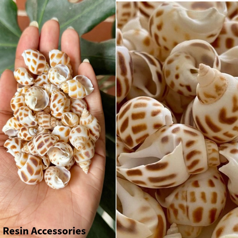 Natural Mixed Striped Sea Shells (ন্যাচারাল সামুদ্রিক শামুক) – Decorative Spotted Shells for Ocean Resin Art, Terrariums & Home Decor