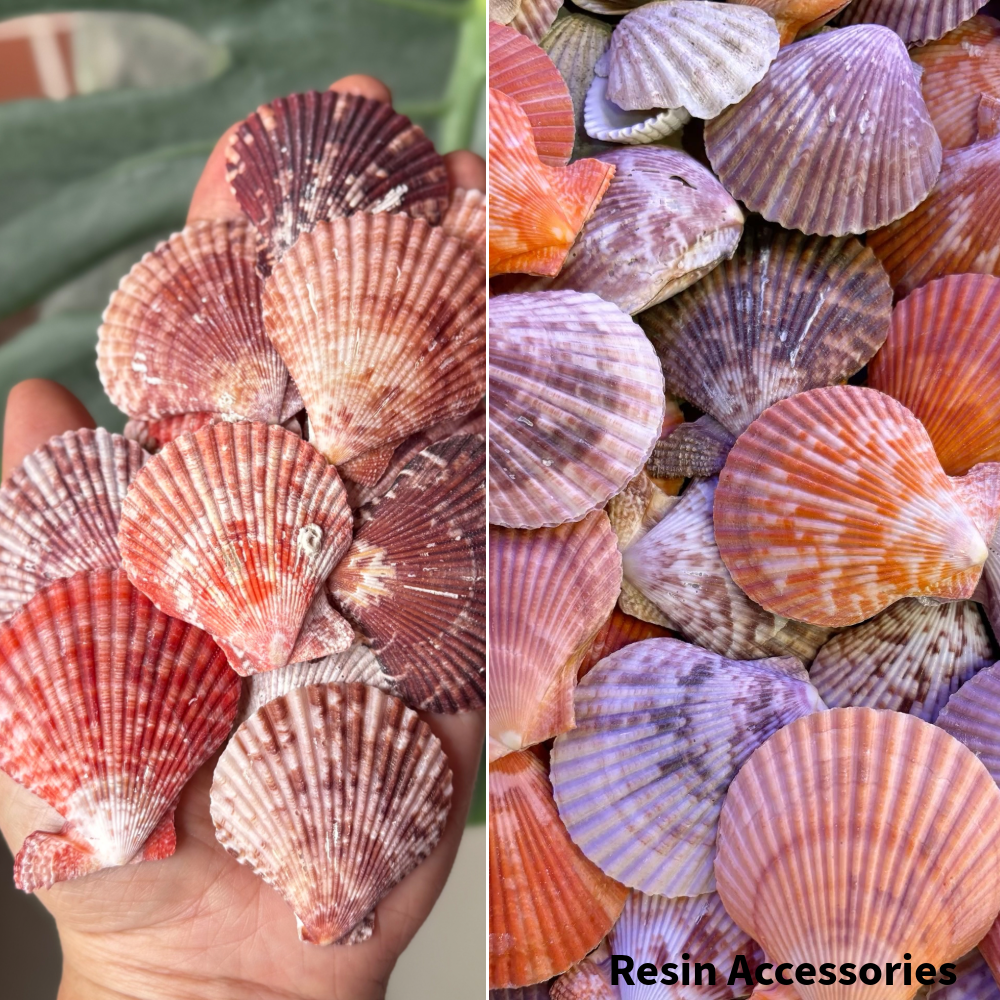 Premium Mixed Sea Shells (সামুদ্রিক ঝিনুক ও শামুক) – Natural Decorative Shells for Ocean Resin Art, Beach Dioramas & Home Decor