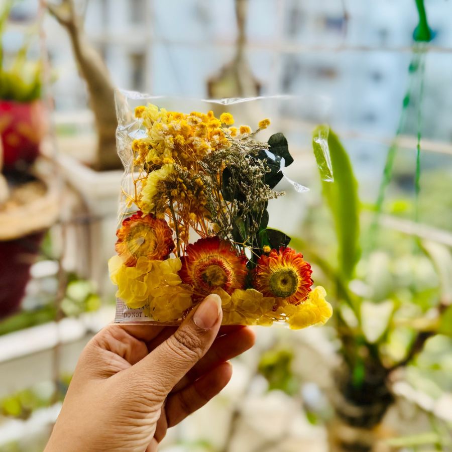 Yellow Bag Immortal Flower Pack